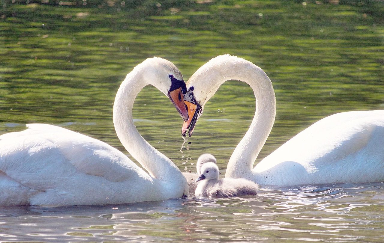 swan-5214546_1280